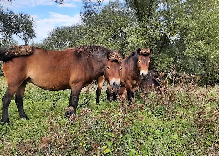 Oda ve Kahvaltı Slapenopdewaal Beneden-Leeuwen